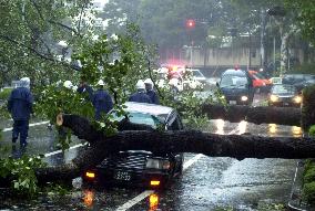 Typhoon knocks over tree